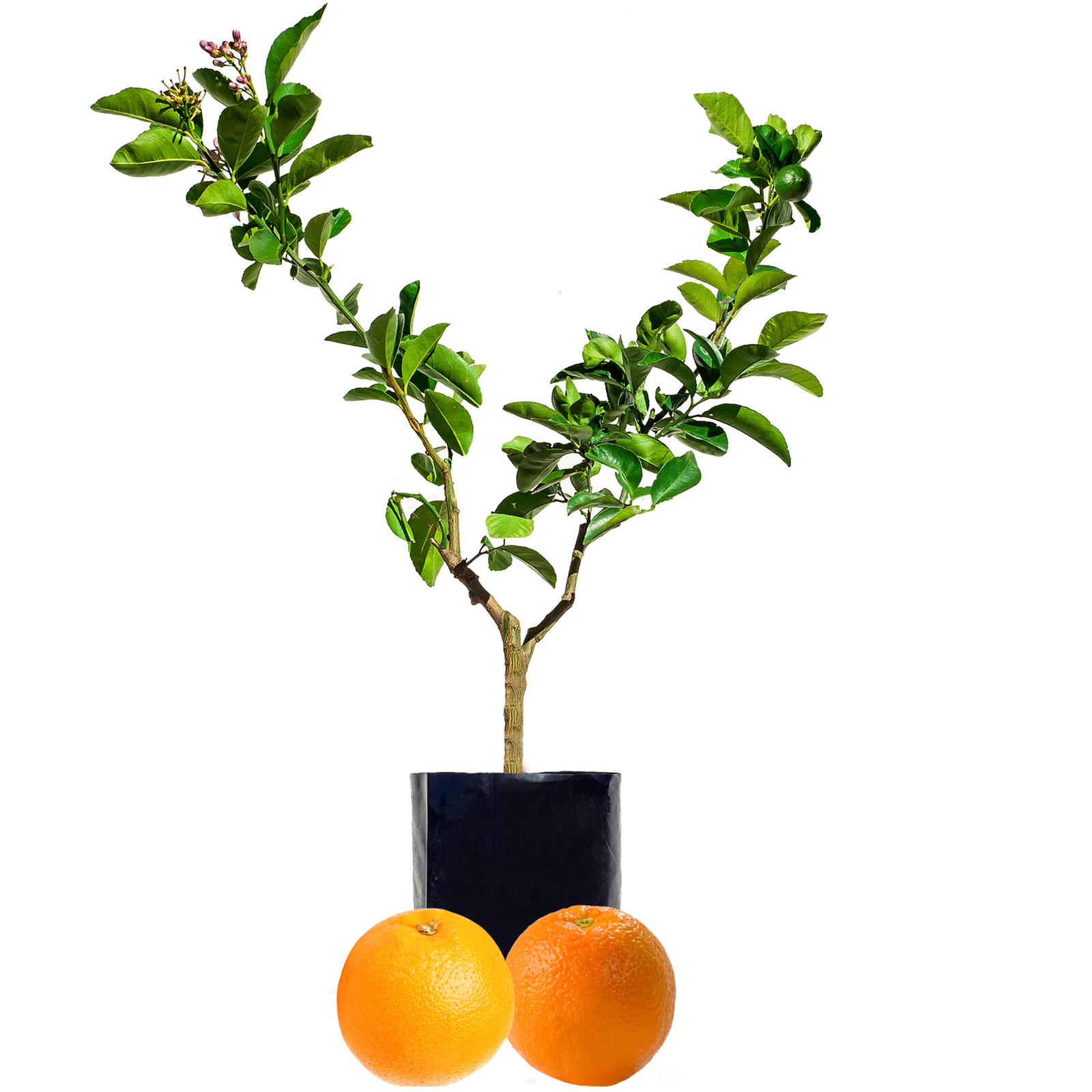 Lime + Lemon Fruit Salad Trees