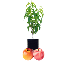 Nectarine + Nectarine
