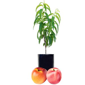 Nectarine + Nectarine