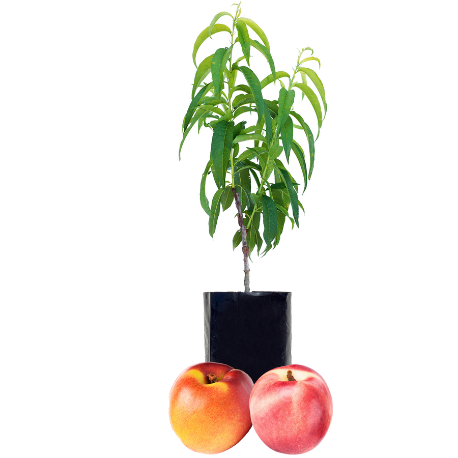 Nectarine + Nectarine