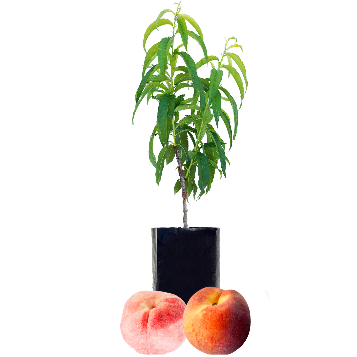 Peach + Peach