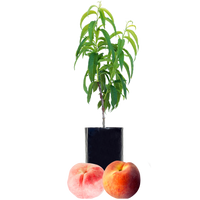 Peach + Peach