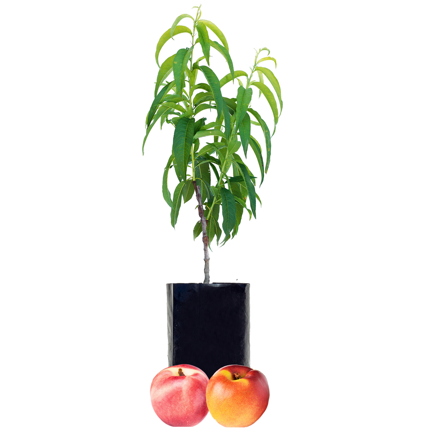 Nectarine + Nectarine