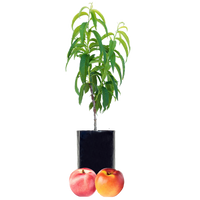 Nectarine + Nectarine