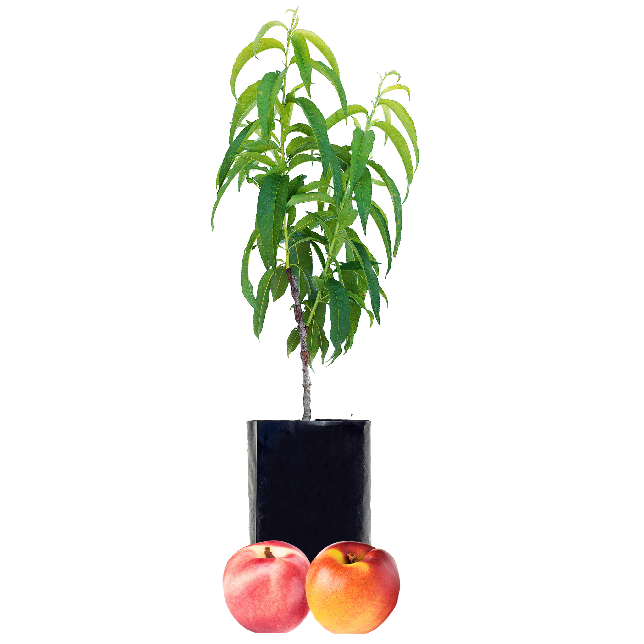 Nectarine + Nectarine