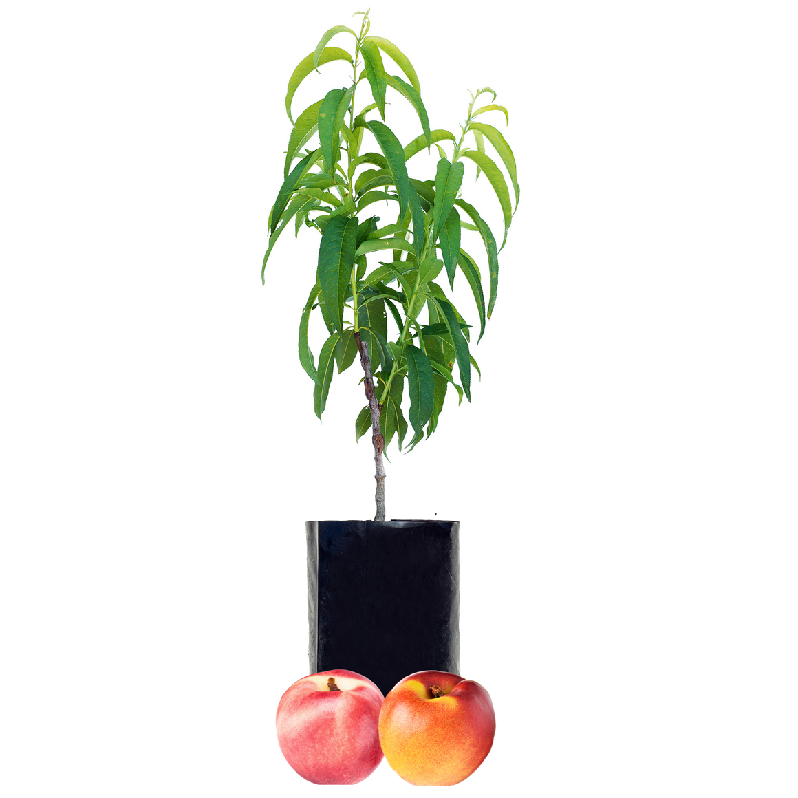 Nectarine + Nectarine