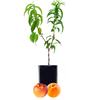 Nectarine + Peachcot