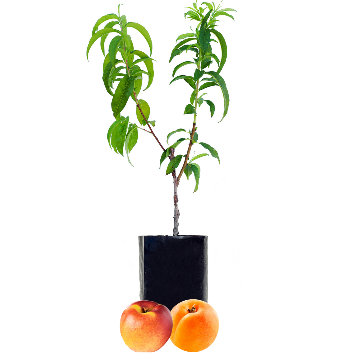 Nectarine + Peachcot