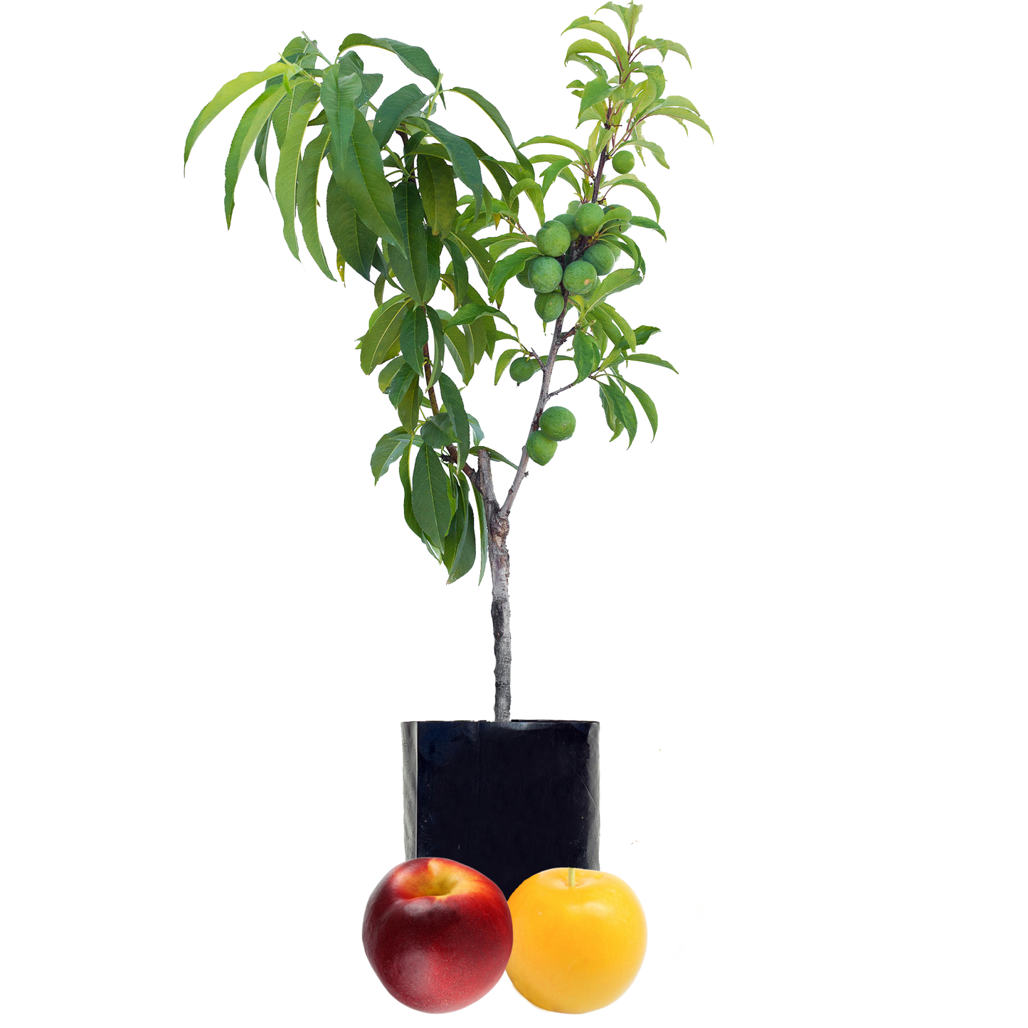 Nectarine + Plum