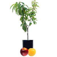 Nectarine + Plum