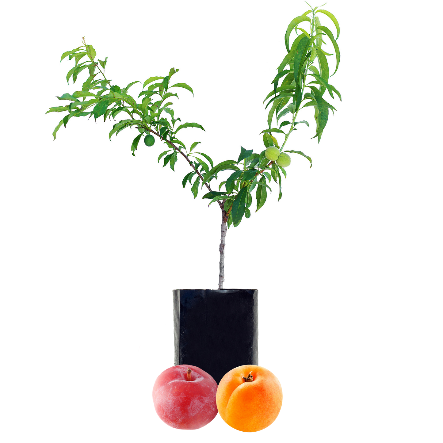 Plum + Peachcot