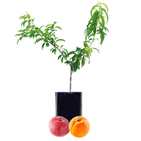 Plum + Peachcot