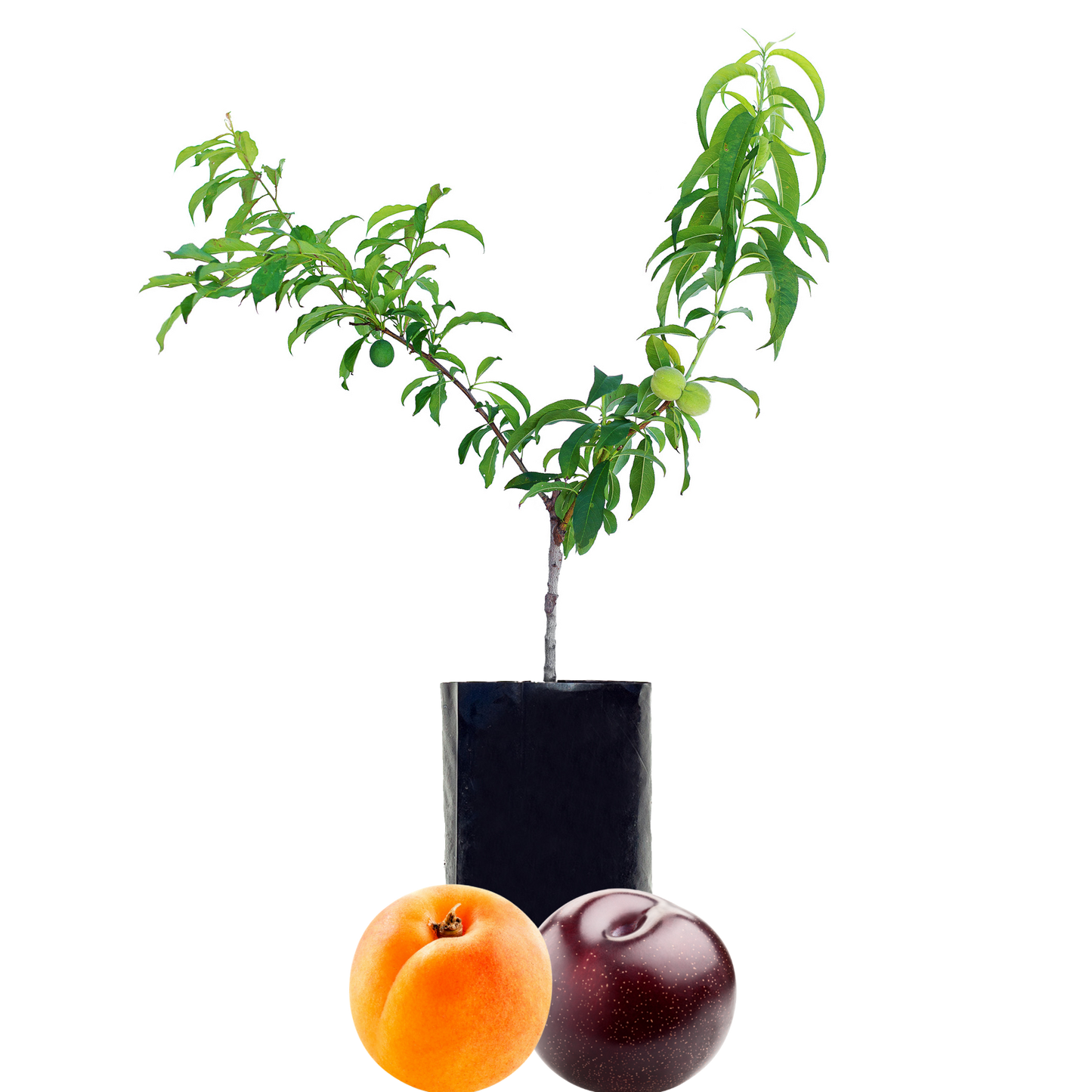 Plum + Peachcot