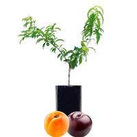 Plum + Peachcot