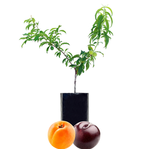 Plum + Peachcot