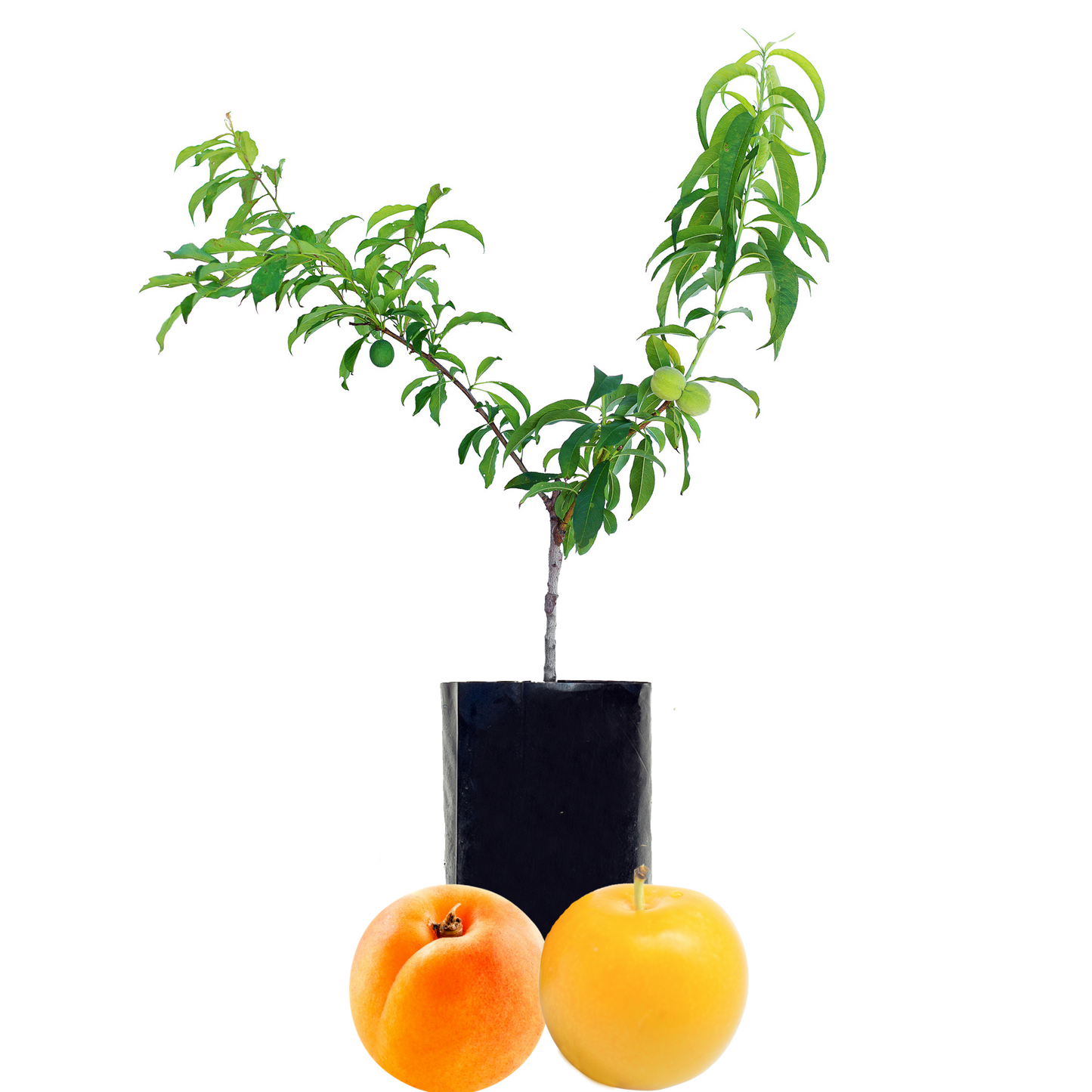 Plum + Peachcot