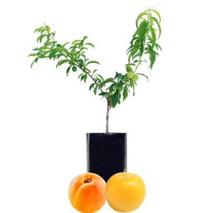 Plum + Peachcot