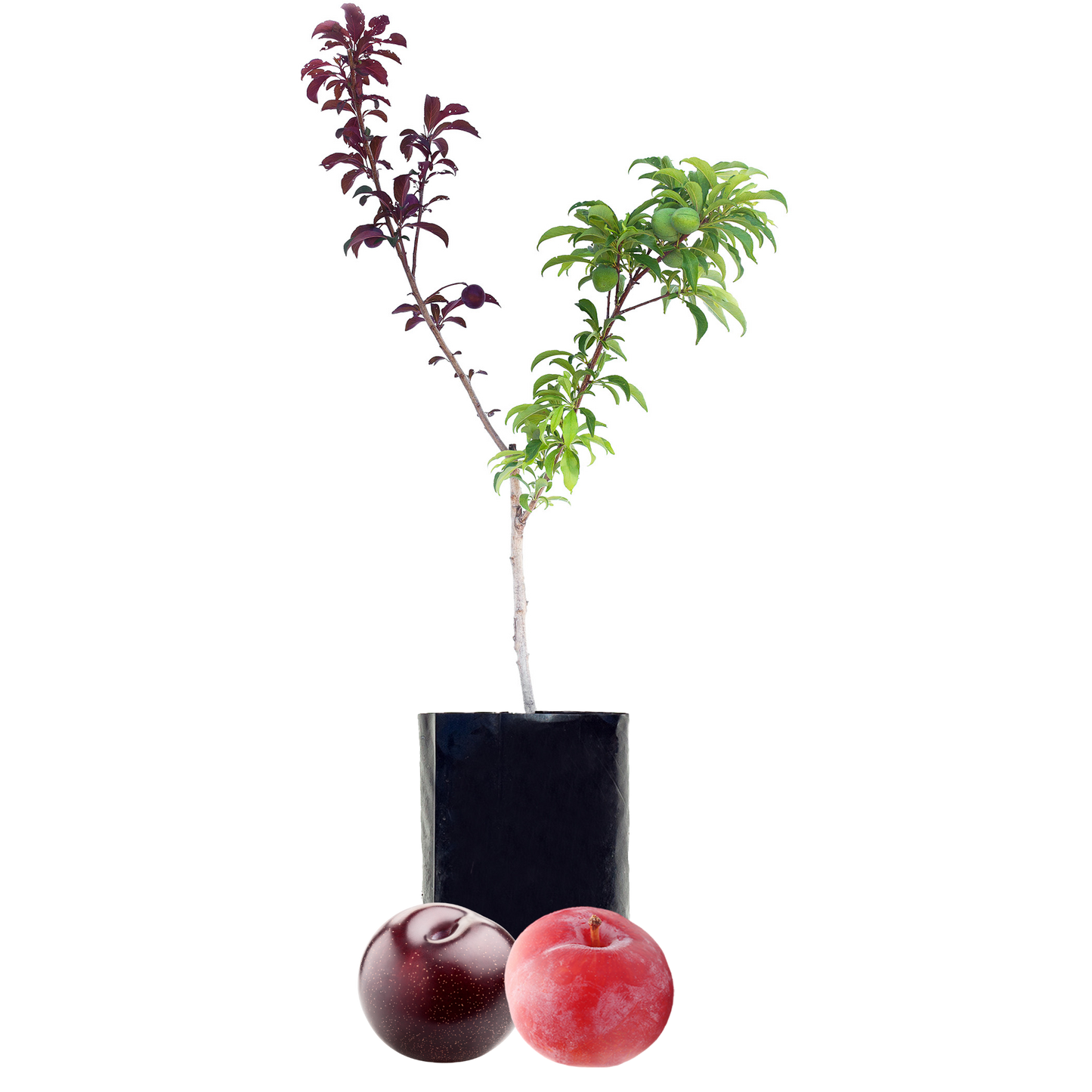 Plum + Plum