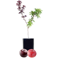 Plum + Plum