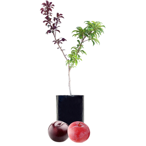Plum + Plum