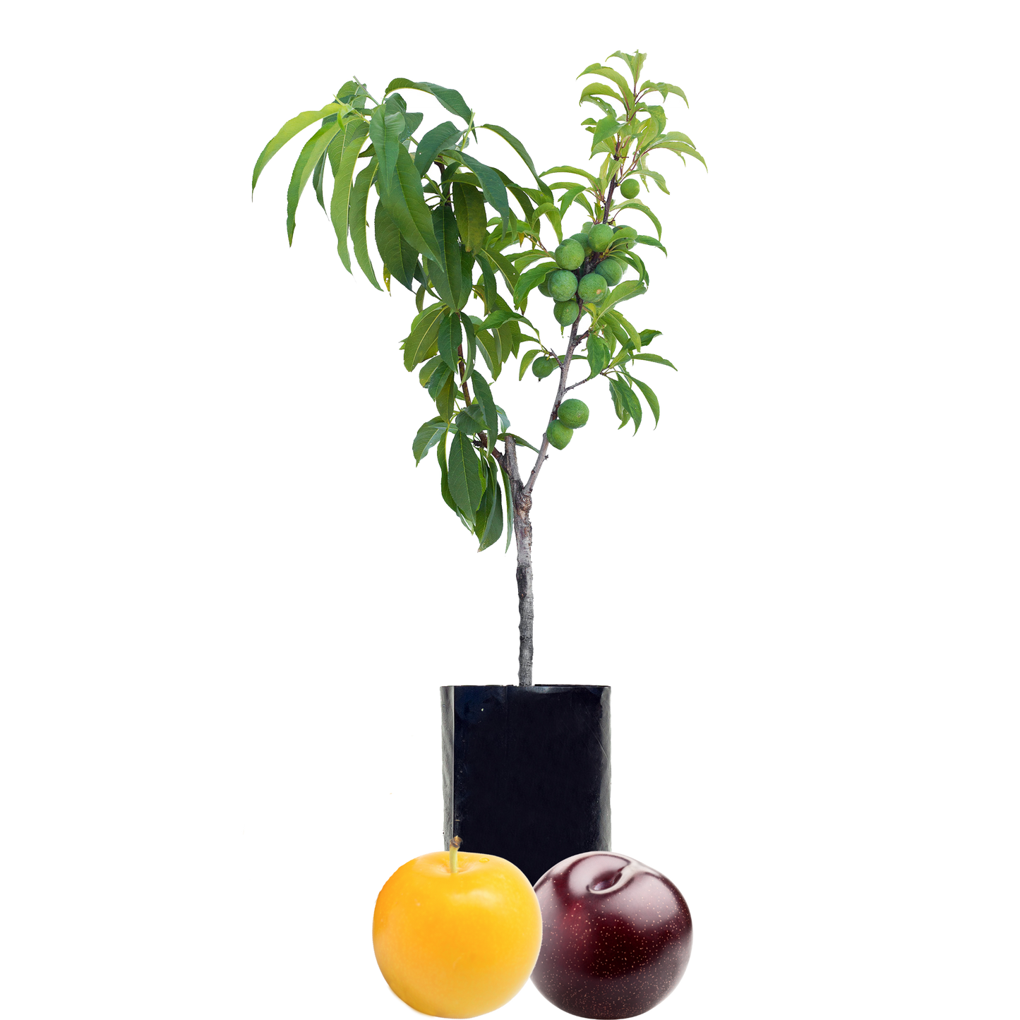 Plum + Plum