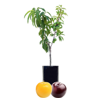 Plum + Plum