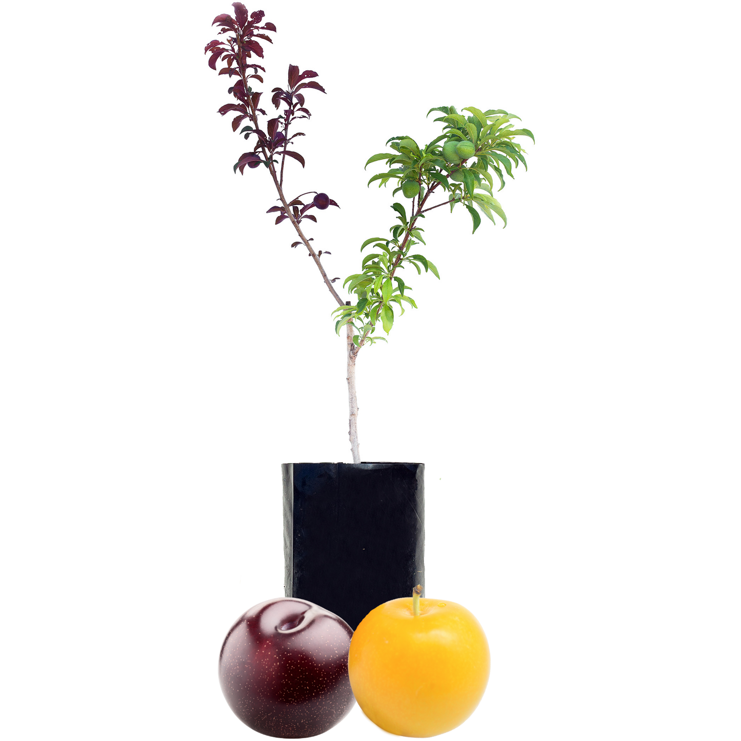 Plum + Plum