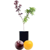 Plum + Plum