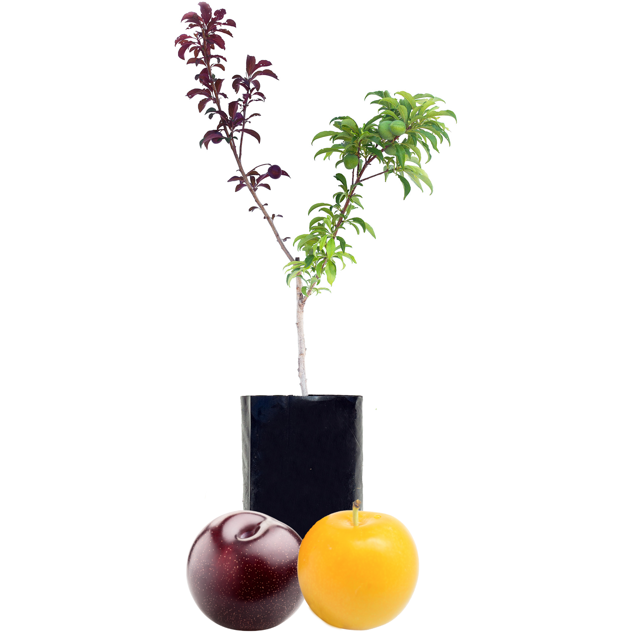 Plum + Plum