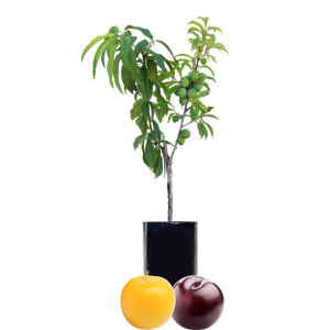 Plum + Plum