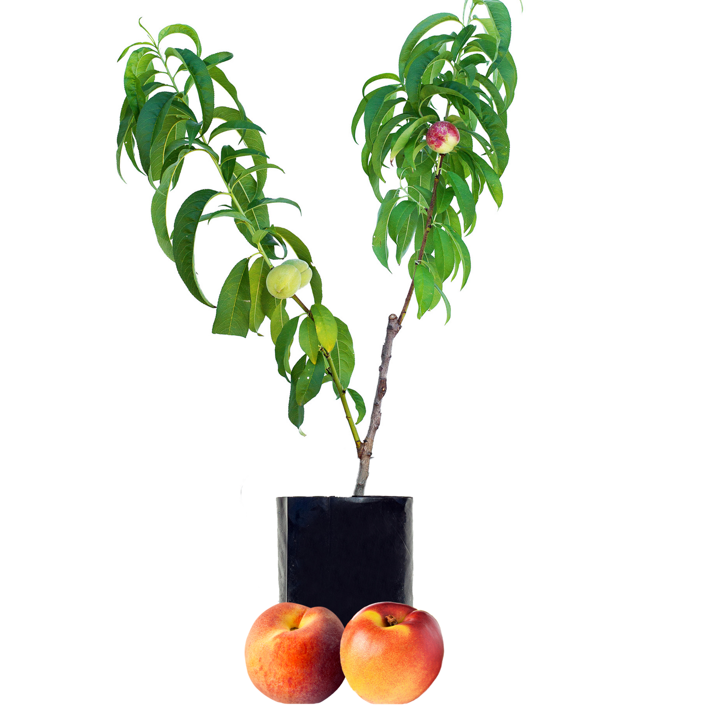 Peach + Nectarine