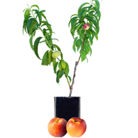 Peach + Nectarine