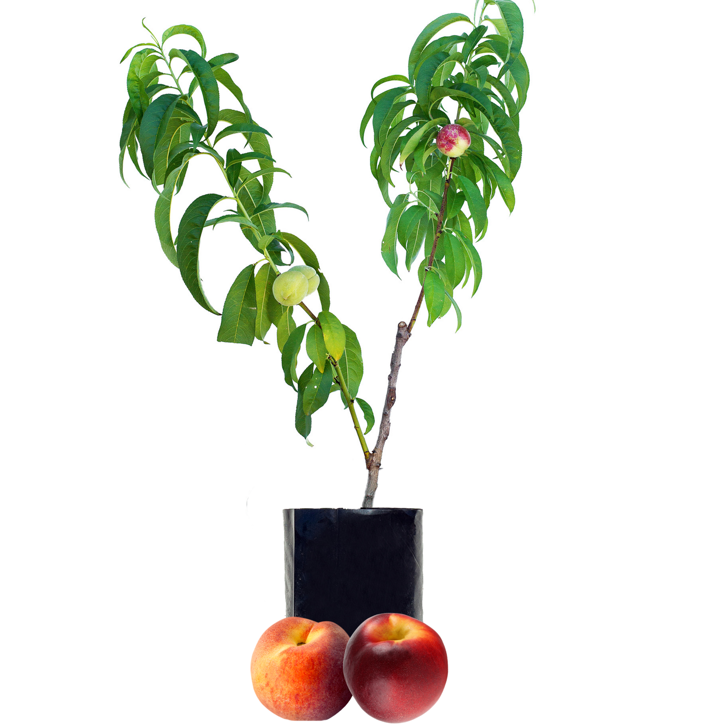 Peach + Nectarine