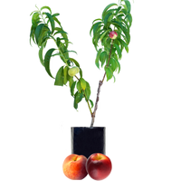 Peach + Nectarine