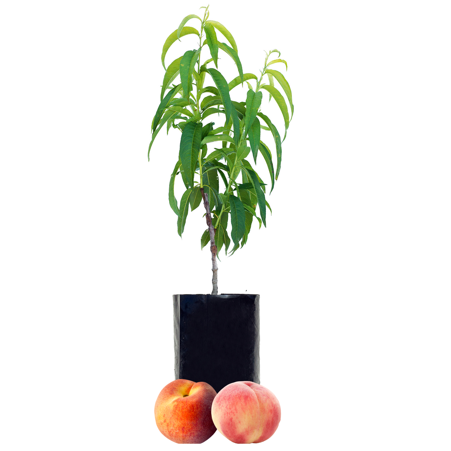 Peach + Peach