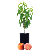 Peach + Peach