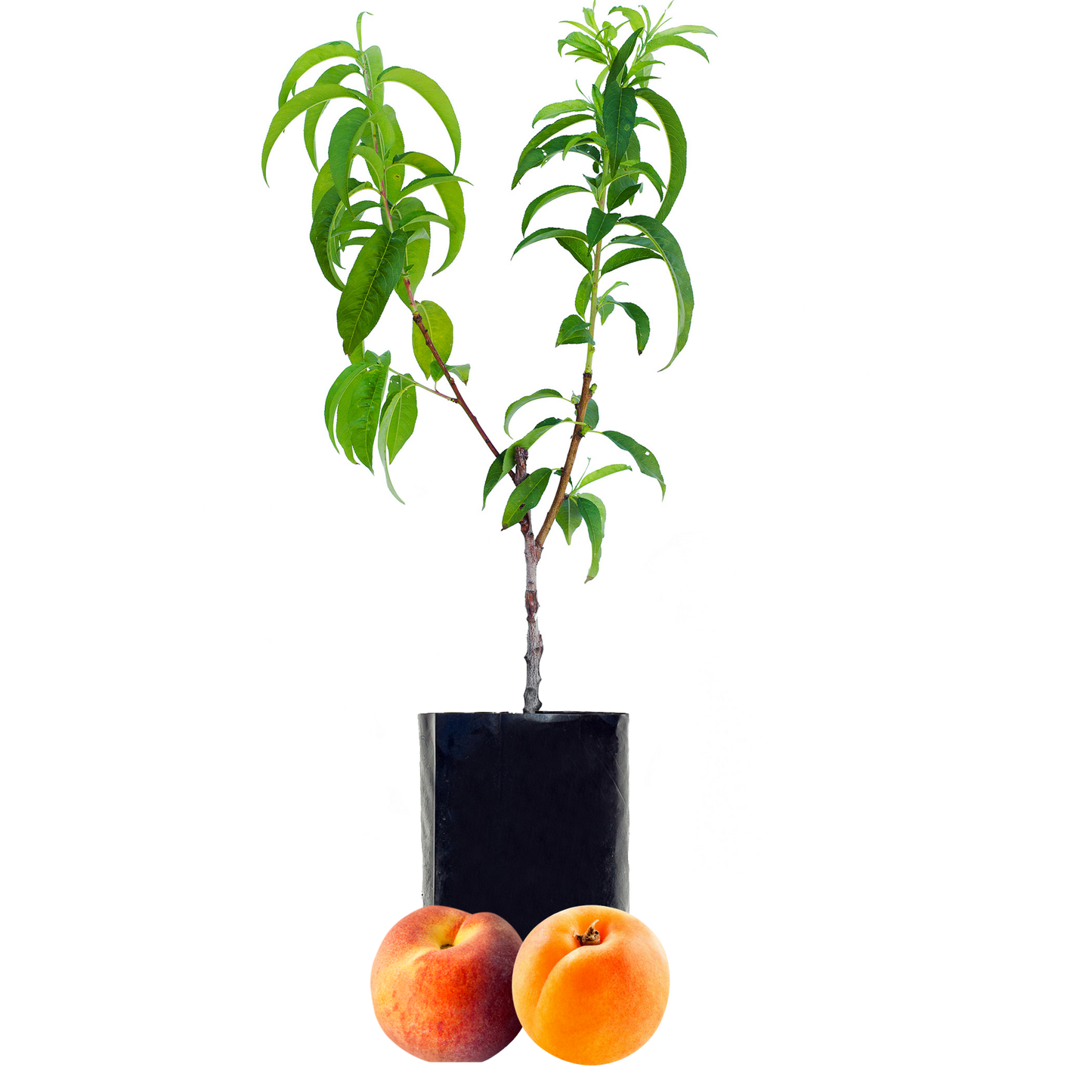 Peach + Peachcot