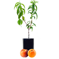 Peach + Peachcot