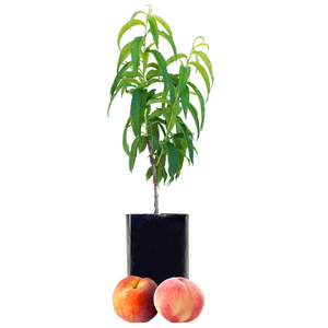 Peach + Peach