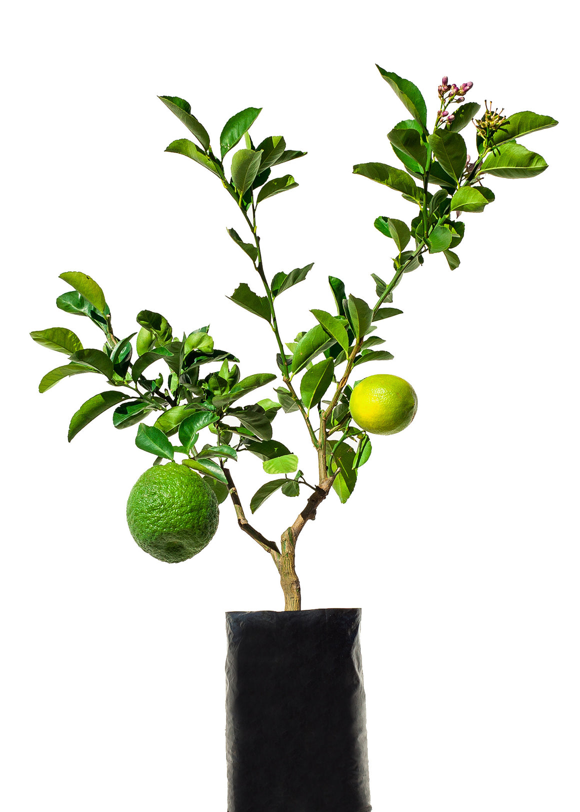 Lemonade + Grapefruit