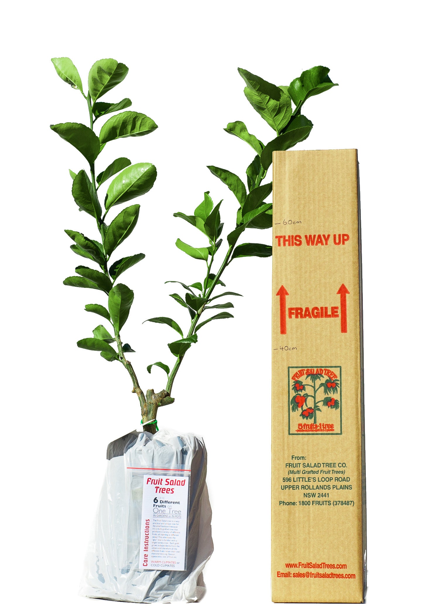 Lemonade + Grapefruit