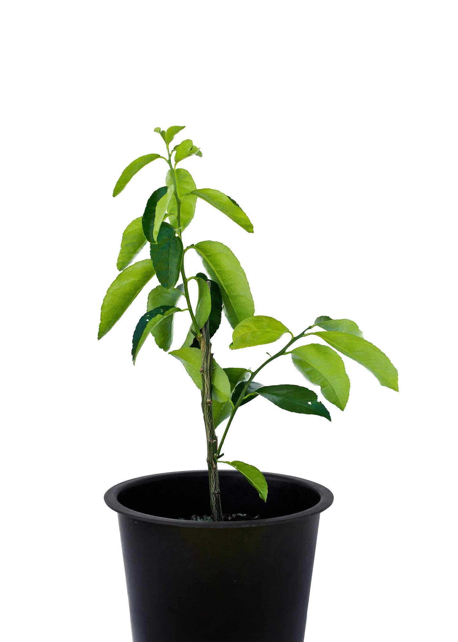 Lemonade + Grapefruit