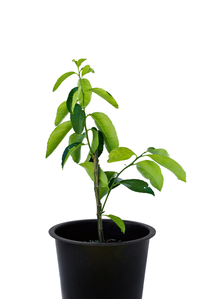 Lemonade + Grapefruit