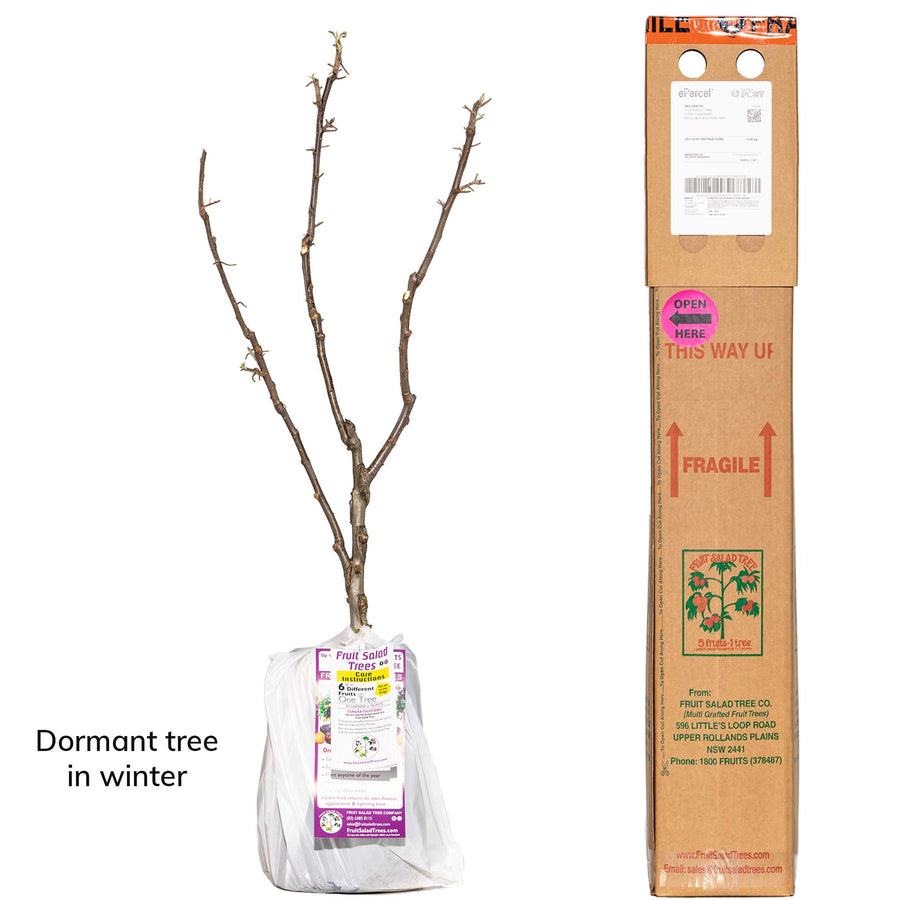 Red Apple + Red Apple + Red Apple