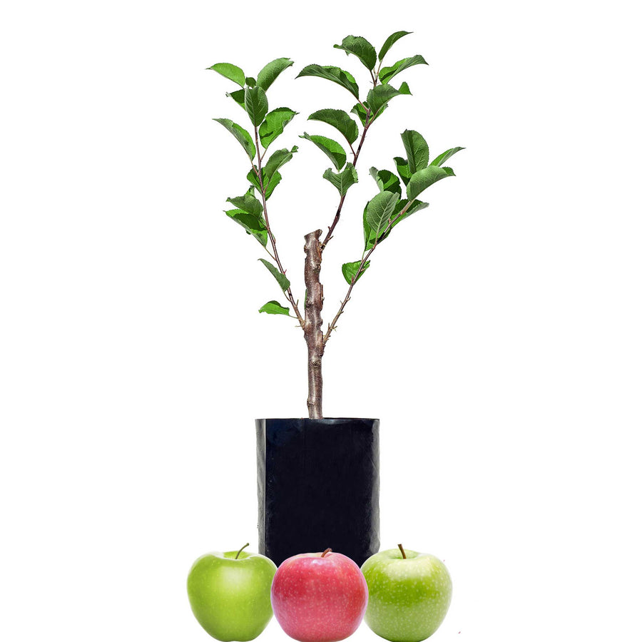 Green Apple + Green Apple + Red Apple