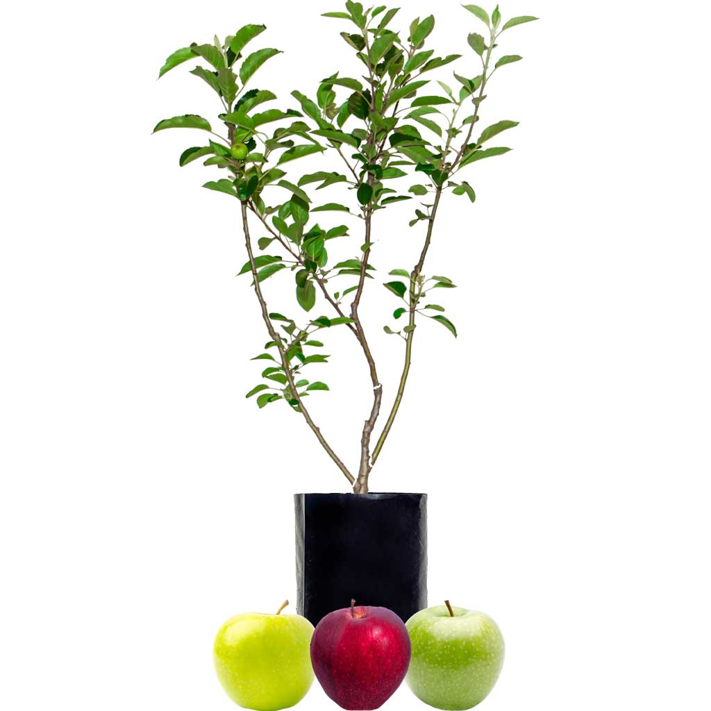 Green Apple + Green Apple + Red Apple