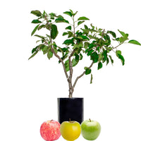 Red Apple + Green Apple + Yellow Apple