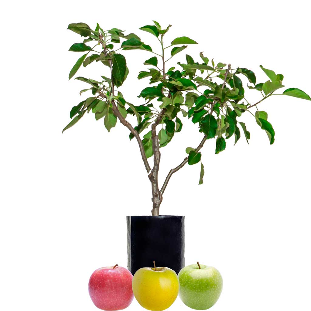 Red Apple + Green Apple + Yellow Apple