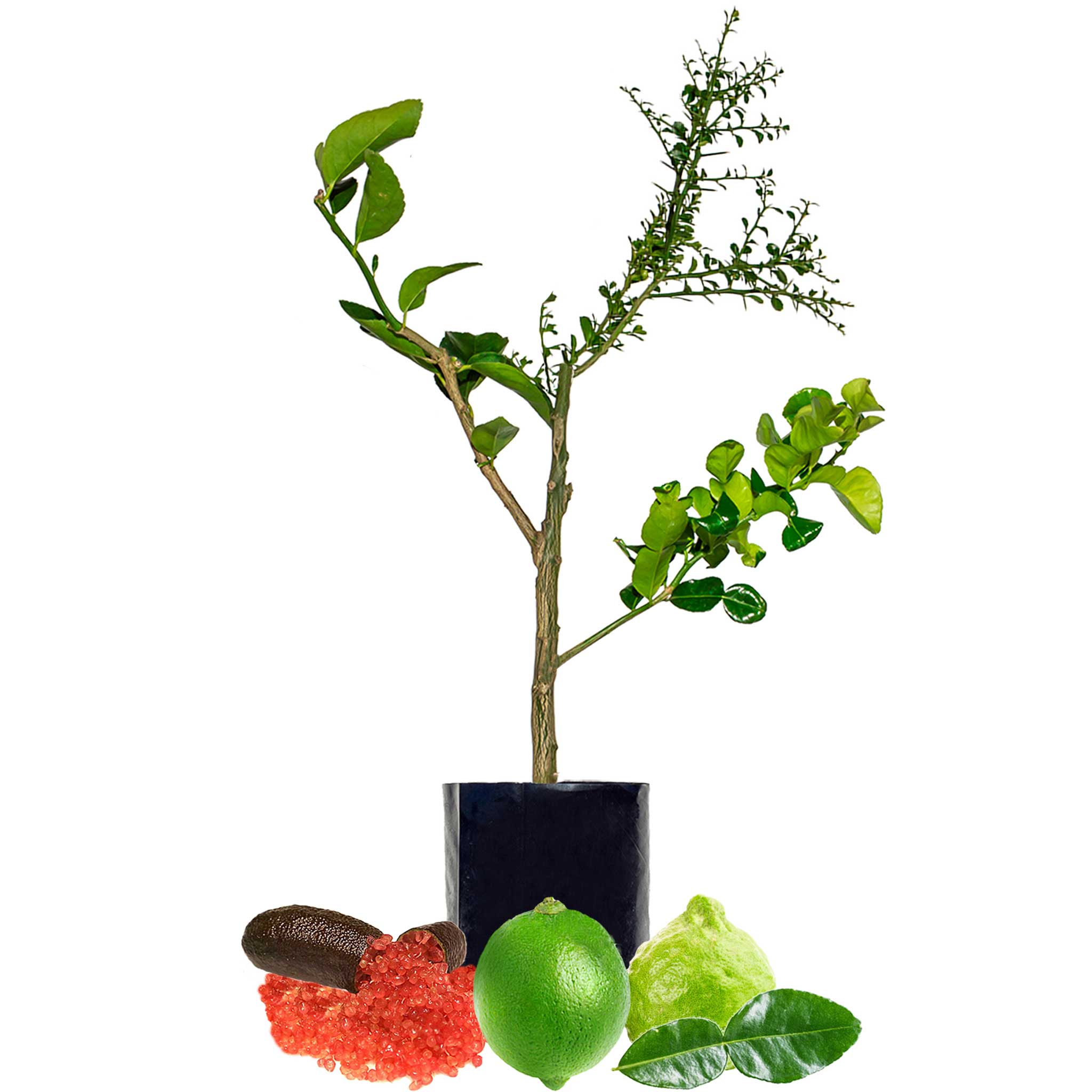 Multi Lime - 3 Different Limes on the one tree!