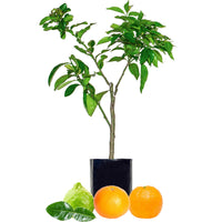 Lime + Mandarin + Mandarin